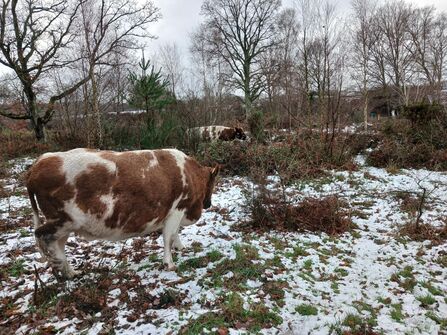 A photo of a brown and white cow grazing on a snow covered heathland ground. There are trees and another cow in the background.
