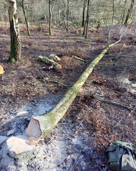 A photo of a tree that has just been felled. It is lying on the floor of a woodland and there are other trees dotted around