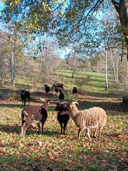 A group of soay sheep with brown coats standing in an area of heathland underneath some trees with younger trees all around