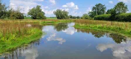 Wetland - pond with green vegetated edges and a blue sky