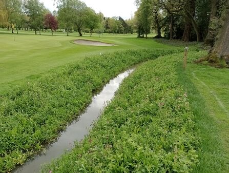 Ditch running through a mown golf course - the sides of the ditch are lined with plants (photo taken before they're in flower)