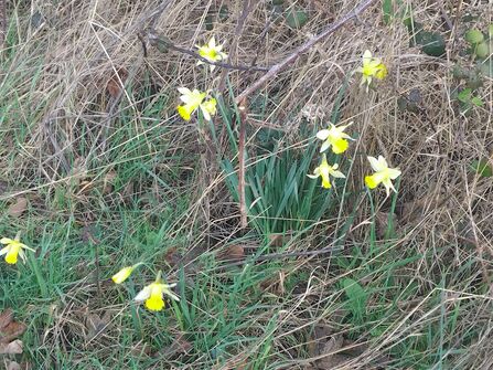 A photo of a group of daffodils in a patch of long grass