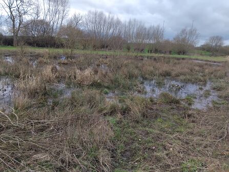 A photo of an area of wetland surrounded by grass and trees in the winter