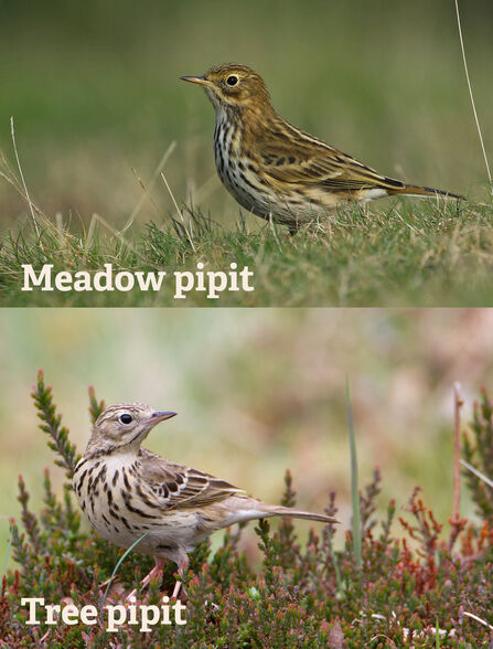 Top photo is a meadow pipit standing amongst grass (olive-green-brown on top with dark streaking on a light chest). Bottom photo is a tree pipit amongst heather (colder tones - brown on top with dark streaking on cream-beige chest)