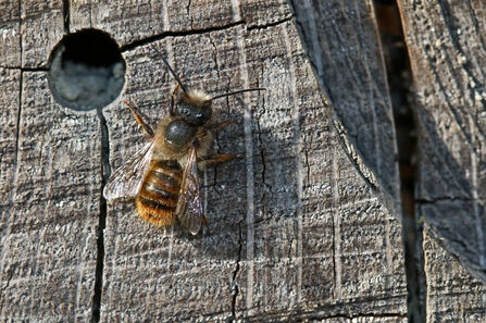 Male red mason bee sitting near a hole in a bee hotel - he has a gingery-red abdomen, dark thorax edged with gingery hair and a black head with a creamy white moustache