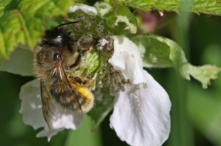 A red mason bee feeding on a white dead-nettle flower - the bee is a little faded but has a black head, pale red hairs on top of the body and orange hairs underneath the abdomen
