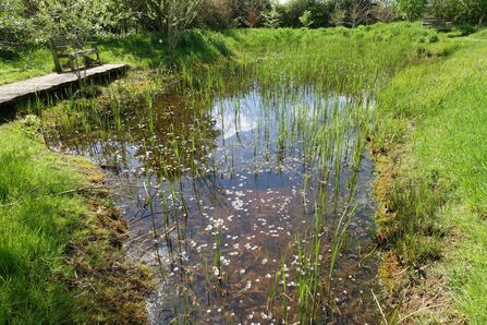 A pond surrounded by greenery with a bench overlooking it; the photo was taken on a sunny summer day