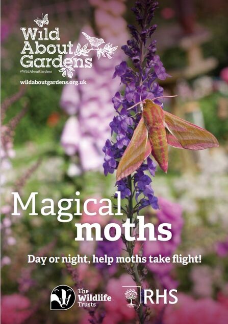 The front cover of the Wild About Gardens booklet with the text 'Magical moths. Day or night, help moths take flight!' with The Wildlife Trusts and RHS logos below. The photo on the cover shows a humming-bird hawk moth drinking pollen from a purple flower.