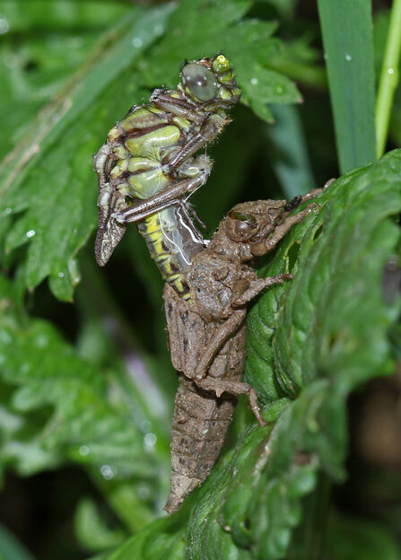 An adult dragonfly emerging from its nymphal case