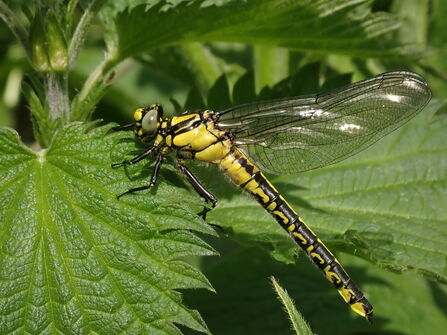 A yellow and black common clubtail dragonfly resting on a green nettle leaf