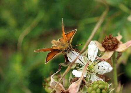 An Essex skipper on a bramble flower. It's a small, orange butterfly with  black-tipped antennae