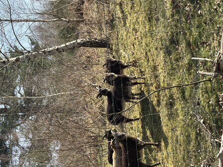 A photo of a small herd of soay sheep standing in a heathland area with trees and scrub behind