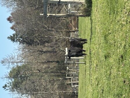 A photo of a black cow standing in a field with trees behind and newly planted trees inside