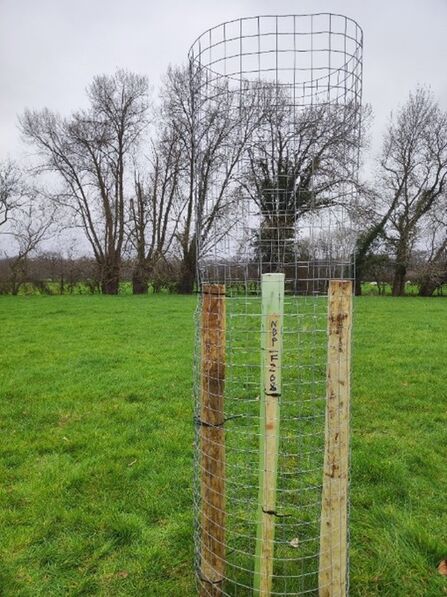A photo showing a black poplar tree with a tree guard around it in a field