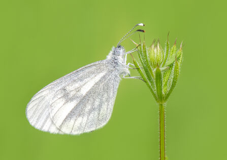 Wood white butterfly resting on a green stem. The butterfly's hindwings are visible - they're white with grey markings.