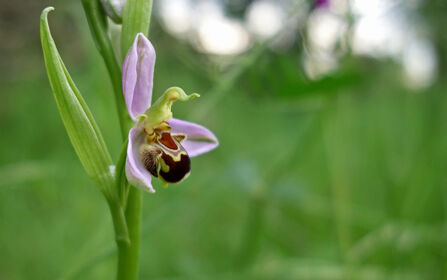 Bee orchid
