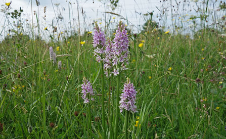 Common spotted orchids growing in a group in a meadow