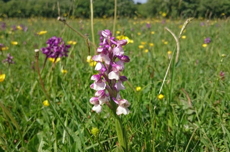 Green-winged orchids in a field