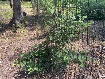 A photo of a hazel stool in a woodland with deer fencing running through the middle of it