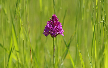 Bright pink pyramid-shaped flower of a pyramidal orchid