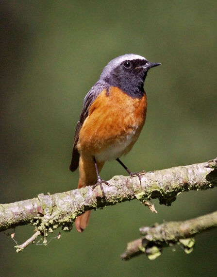 Redstart sitting on a branch - the bird has an orange/red tummy, black/blue face and blue/grey head