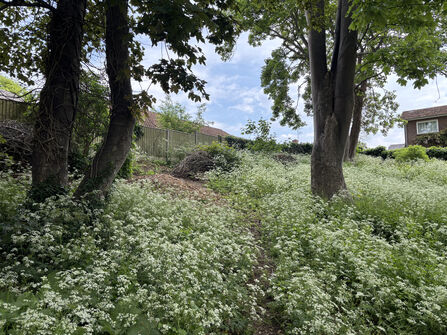 A photo of a path under sycamore trees lined with cow parsley