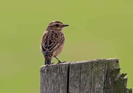 A whinchat sitting on a fencepost
