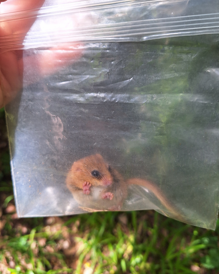 A photo of a dormouse in a plastic bag being held up close to the camera