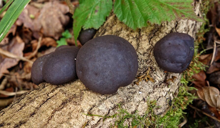 King Alfred's cakes - black balls growing on a tree branch that's lying amongst leaf litter on the ground