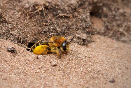 A female pantaloon bee sitting on sand - the bee has a gingery thorax, cream-striped abdomen and large hind legs with lots of sandy covered hairs covered in yellow pollen