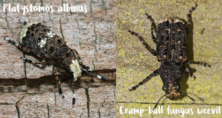 Two photos - first is Platystomos albinus (mottled brown with cream markings on wing, 'bottom' and 'face') and cramp-ball fungus weevil (mottled brown with dotting of cream markings on body, dark cream 'bottom' and 'face')