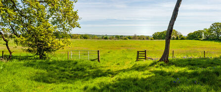 Landscape featuring large green field with a tree on the left. It's a sunny day with blue sky with light white clouds.
