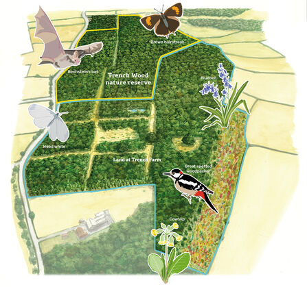 A vision map of Trench Wood in c50 years time showing a larger wood with glades and a fringe of restored wildflower meadow along one side. There are illustrations of wildlife around it - brown hairstreak, Bechstein's bat, wood white, bluebell, great spotted woodpecker, cowslip