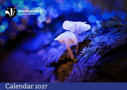 Front cover of the Trust's 2027 calendar, featuring two white, almost translucent, mushrooms in the foreground and slight off-centre. They are surrounded by blue light with 'twinkles' in the background. Their shadow shows the brown colour of the tree they're growing on.