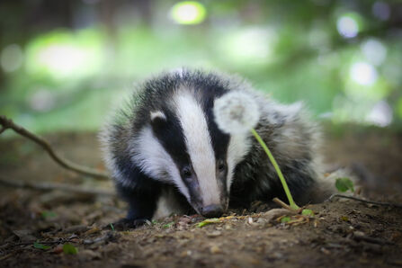 A badger is snuffling at the ground in a woodland. In the foreground, obscuring one of the badger's ears, is a dandelion clock. The badger has a grey body and black and white striped face.