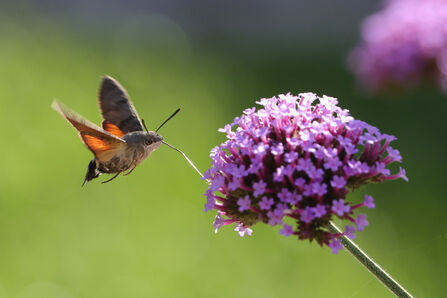 A hummingbird hawk-moth is hovering at a purple verbena flower as it feeds; the orange underwings are lit by sunlight