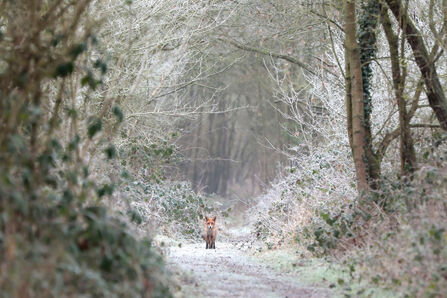 A red fox is standing in the distance, face-on to the camera and looking at the camera. The fox is on a woodland path in winter with a light dusting of snow on the ground and surrounding trees.