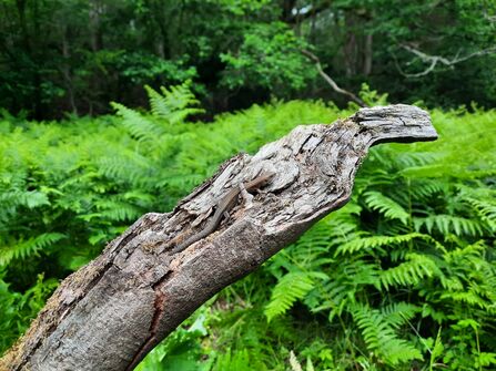 A photo of a lizard crawling up a dead tree branch with bracken in the background