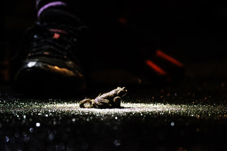 A common toad is crawling across a road - the toad is in the spotlight and you can juts make out a boot behind it