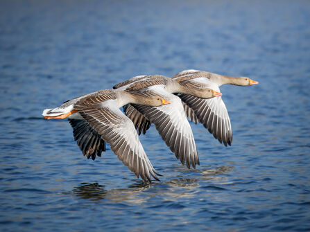 Three greylag geese are flying in formation - the geese have mainly brown bodies with the grey-ish forewings and orange feet and bills