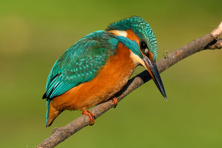 A kingfisher is sitting on a twig with its head slightly bent downwards. The bird has a long black bill with a red underside, its breast, under tail and part of its cheek is orange and its head and wings are a turquoise blue