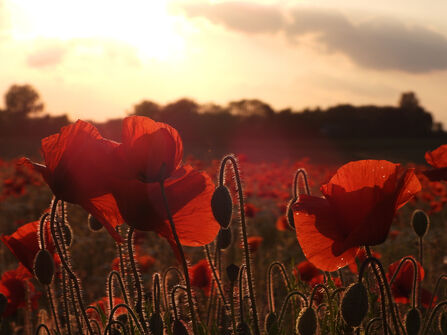 A field full of red poppies at sunset - there are two or three poppies in the foreground that are backlit by the setting sun