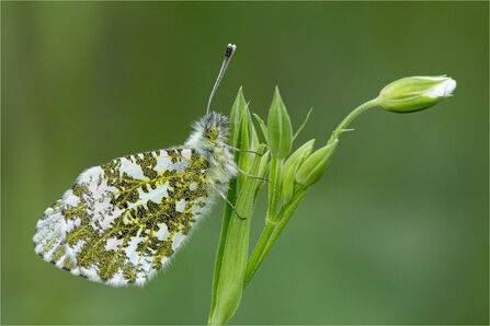 An orange-tip butterfly is perched on a stem of stitchwort. The butterflies wings re mottled white and green. 