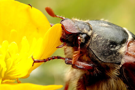 A cockchafer is eating a yellow buttercup flower. Only the head and thorax of the beetle is visible - the head and antennae are orangey-red and the thorax is a dark chestnut. A furry underside can be glimpsed.