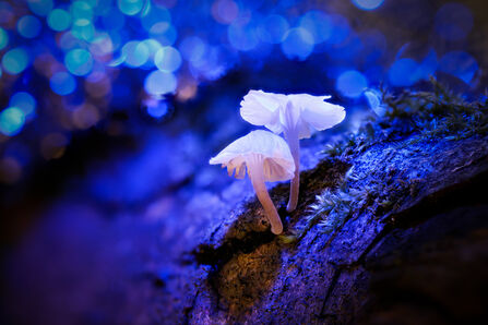 Two white mushrooms are in the foreground slightly off-centre. They are surrounded by blue light but their shadow highlights the brown colour of the tree they're growing from