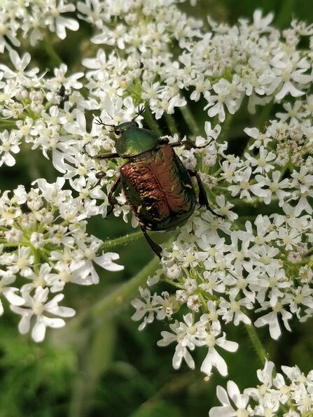 A metallic-green/bronze coloured noble chafer beetle walking across creamy flowers of an umbellifer