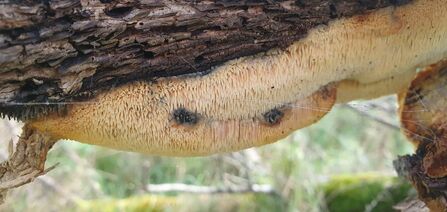 Orchard toothcrust fungus on the underside of a tree branch - the fungus is made up of tiny tooth-like structures hanging down from the branch