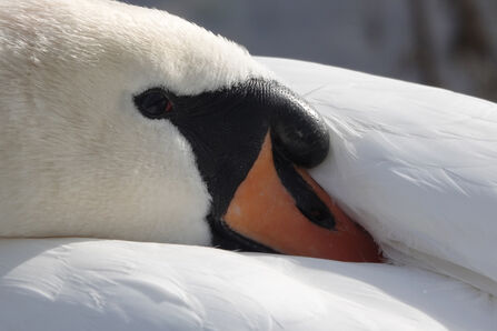 A mute swan's head is tucked into its wings - some of the orange bill is underneath the white wings and it looks as though the swan is looking straight at the camera