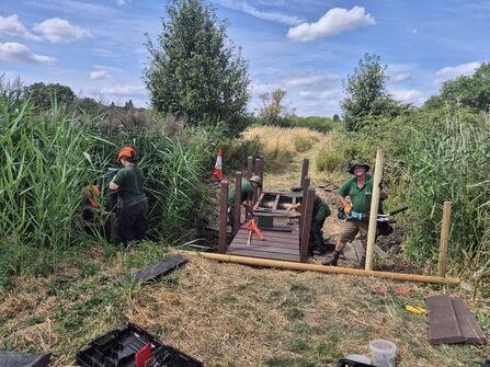 Trainees assembling a small wooden footbridge through tall reeds and grasses beside a wet channel, using posts, hand tools and a power drill under a blue sky.