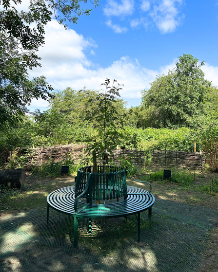 A photo of a circular bench with a tree in the middle in the centre of a wildlife garden with living fences and wildflowers in the background 